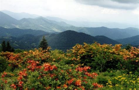 This Breathtaking Field Of Wildflowers In Tennessee Looks Like Something From A Dream ...