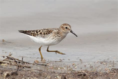 Twitchy Least Sandpiper settling in by Drew Weber | Nemesis Bird