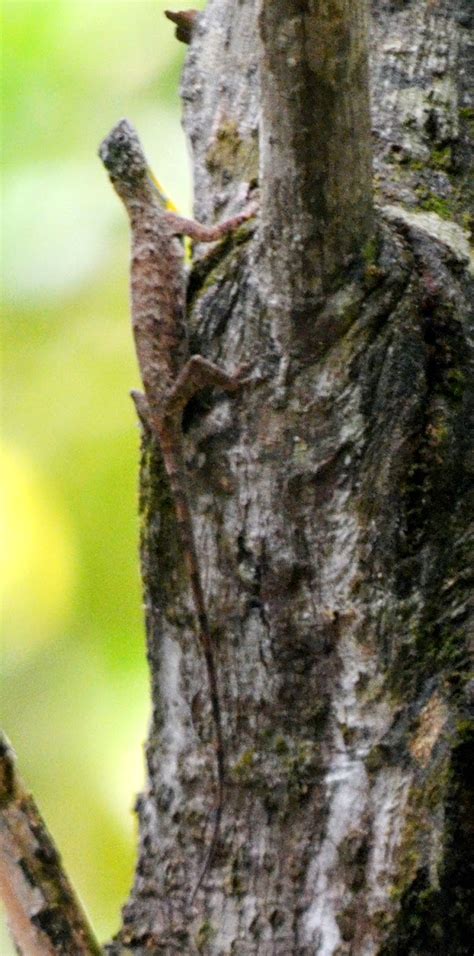 The Kambatik Park, Bintulu.: A gliding lizard