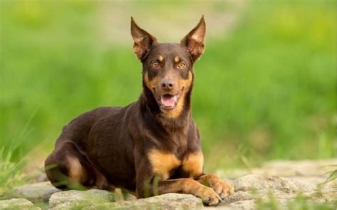 Australian Kelpie's Mild Temperament With Eager Personality and Child ...