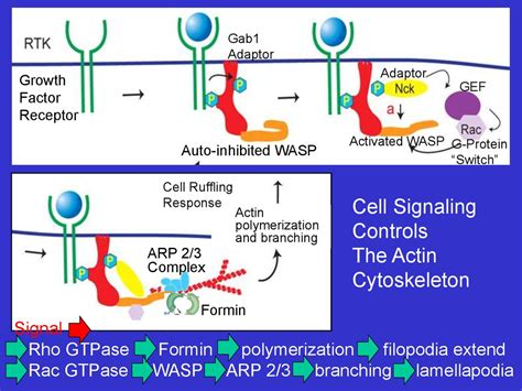 The cytoskeleton: microfilaments essential. Cell biology - online presentation