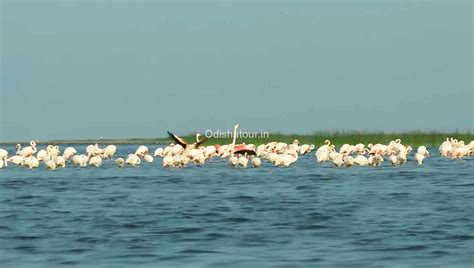 Odisha Tour | Satapada Chilika Lake, Irrawaddy Dolphin, Chilika, Puri