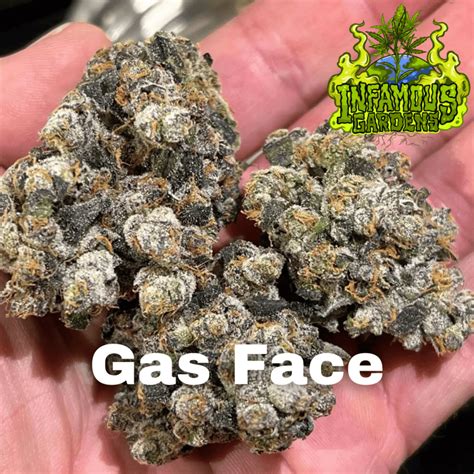 Gas Face by Infamous Gardens Cannabis Flower at Thai Top Shelf Cannabis ...