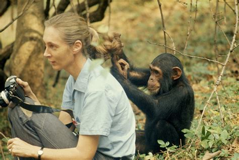 Jane Goodall book reveals a lifetime of discovery with Africa’s chimpanzees - The Washington Post