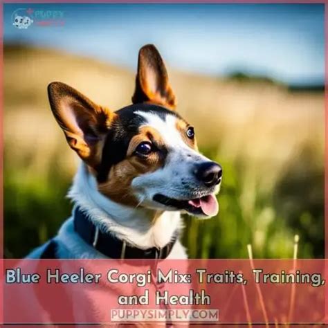 Blue Heeler Corgi Mix: Traits, Training, and Health