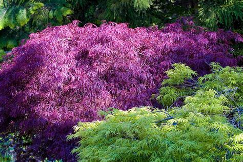 Types of weeping japanese maple trees - qerypromotion