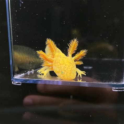 GFP Copper Axolotl | Axolotls For Sale | Axolotl Planet