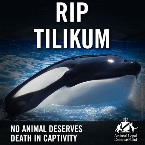 122 best Tilikum images on Pinterest | Killer whales, Orcas and Animal rights