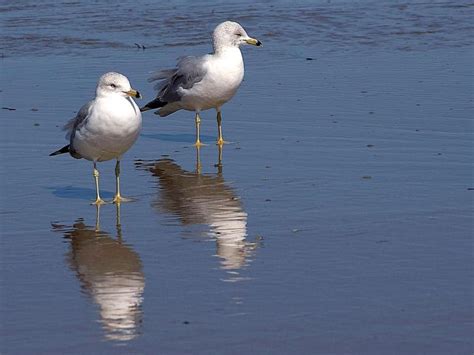 Free picture: seagulls, birds, ocean, beach, water reflection