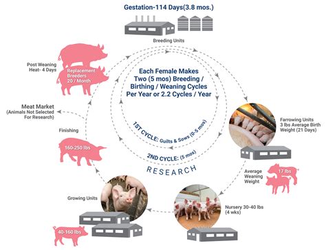 Research Swine Reproduction - Animal Biotech Industries, Inc