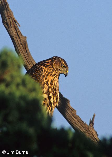 Northern Goshawk