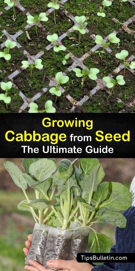 Cabbage Seed Propagation - How to Sprout Cabbage Seeds