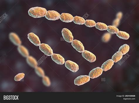 Haemophilus Ducreyi Image & Photo (Free Trial) | Bigstock