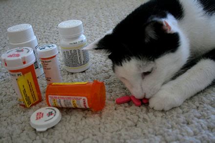 Exclusively Cats Veterinary Hospital Blog: 10 Poison Prevention Week ...