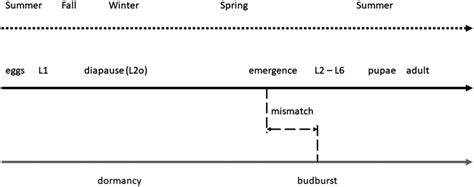 Life cycles of balsam fir and spruce budworm. Black line represents ...