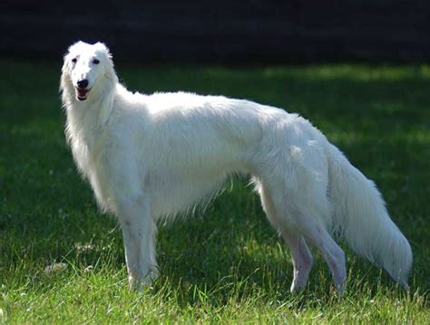 Silken Windhound Dog Breed Information: Puppies & Breeders Guide - Dogs Australia