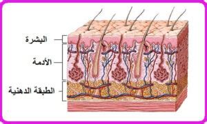 طبقات الجلد الثلاث الأساسية ووظيفة كل طبقة منها ووظيفة الجلد الأساسية