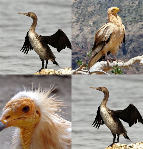 Out Of Hadhramout: Socotra's Amazing Birds