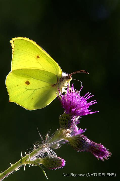 "Brimstone Butterfly" by Neil Bygrave (NATURELENS) | Redbubble