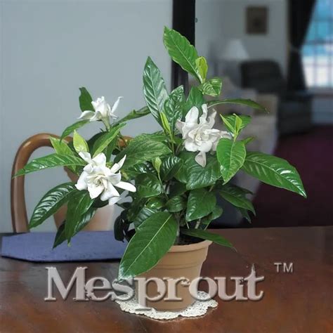 5PCS Cape Jasmine bonsai Gardenia Jasminoides Fragrant Exotic Shrub Rare Beautiful Bonsai Flower ...