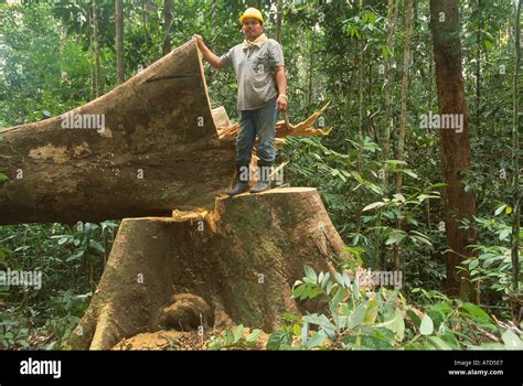 A felled yellow meranti tree in tropical rainforest in Central ...