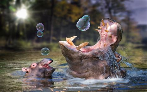 Download Animal Hippo HD Wallpaper