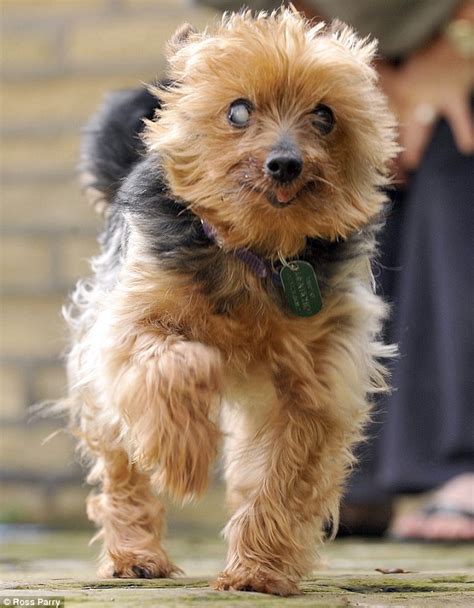 Meet Billy the world's oldest dog - Still sprightly at 154 (in human years) | Daily Mail Online