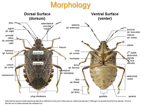 Stink bugs and parent bugs of Ontario | Stink bugs, Insect anatomy, Shield bugs