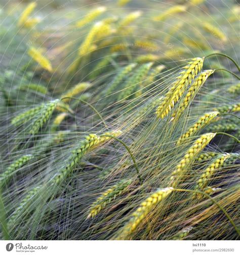 Cornfield, immature Plant - a Royalty Free Stock Photo from Photocase