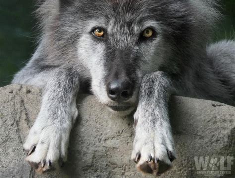 Wolf Conservation Center Inc Reviews and Ratings | South Salem, NY ...