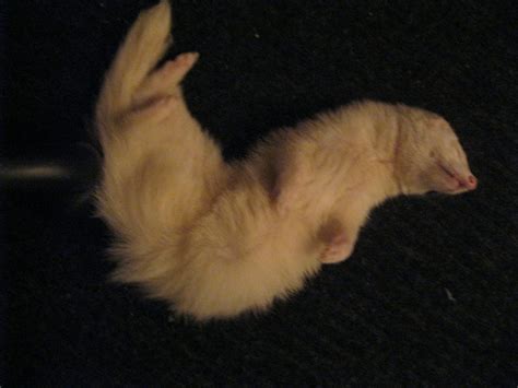 Ferrets sleeping on their backs? | The Holistic Ferret Forum