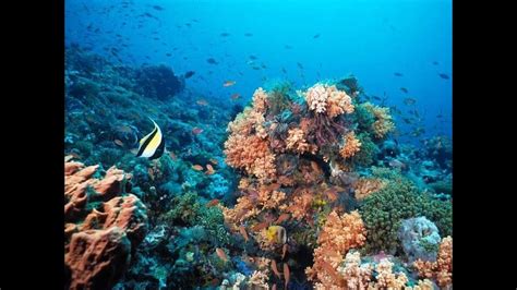 The Coral Reefs of the Red Sea, Egypt - YouTube