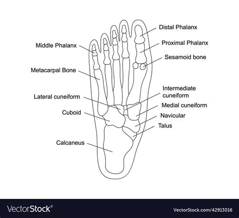 Human foot bones anatomy with descriptions Vector Image