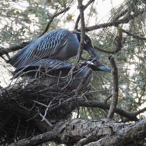 Wildewood Wonders: Yellow Crowned Night Heron Nesting Part 2