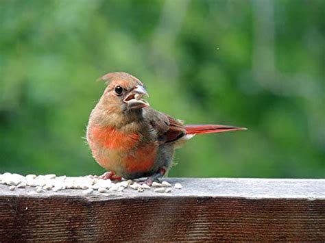 Safflower Bird Seed for Birds (10 lb)