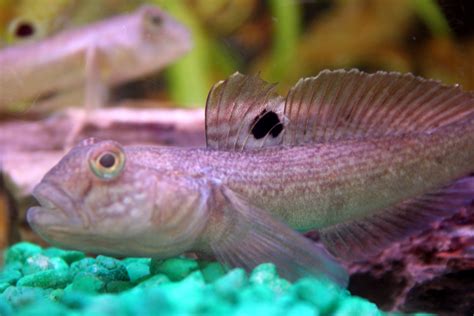 Round Goby | Ontario's Invading Species Awareness Program