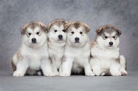 Where to Find Alaskan Malamute Puppies for Sale - Dogable