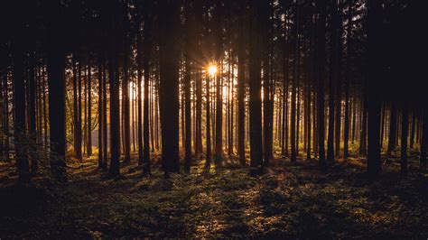 Download Sunlight Nature Forest 4k Ultra HD Wallpaper