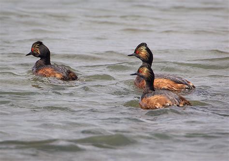 Eared Grebe at Bear River