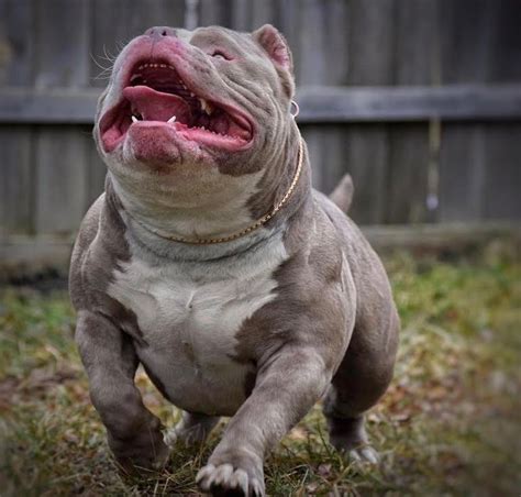 EXTREME POCKET AMERICAN BULLY STUD VENOMLINE'S RAMPAGE | Venomline | Top Pocket American Bully ...