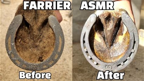 Farrier Horse Hoof Horseshoeing Restoration -Satisfying - YouTube