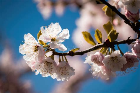 Nature of Life. Cherry Blossom Season. Beautiful Cherry Blossoms. Bloom ...