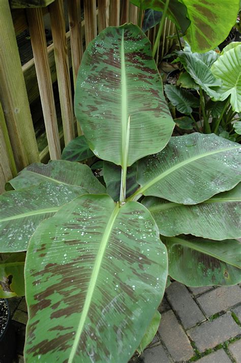 Dwarf Cavendish Banana (Musa 'Dwarf Cavendish') in Denver Centennial Littleton Aurora Parker ...