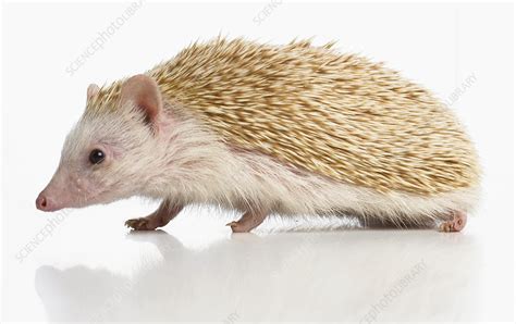 Four-toed hedgehog - Stock Image - C053/9478 - Science Photo Library