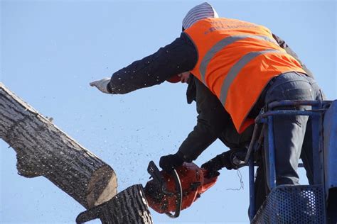 Tree Trimming Safety Precautions – Northern Lakes Tree Service