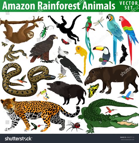 27,575 Amazon rainforest jungle animals 图片、库存照片和矢量图 | Shutterstock