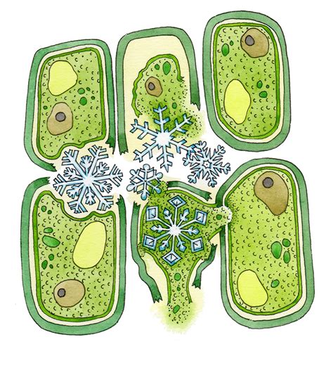 Freezing effects on plant cell anatomy diagram - Lizzie Harper