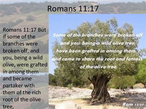 Romans Chapter 11, Replacement Theology, The olive tree, John Piper,