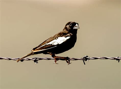 Lark Bunting (male) | BirdForum