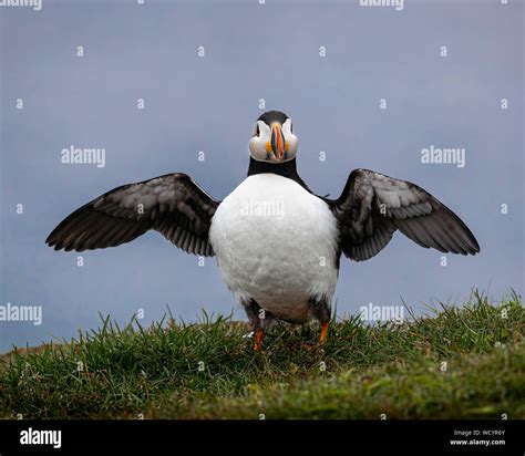 Atlantic Puffins during mating season Stock Photo - Alamy